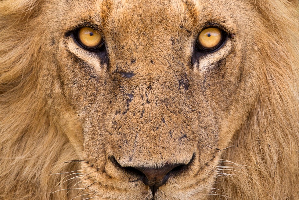 African Lion Safari Day!